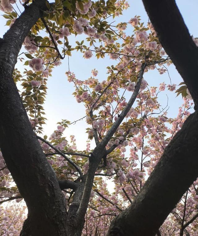 要想用手机，拍摄出清晰好看的照片来，一定要掌握这3个拍摄要领：一、运用手动锁定