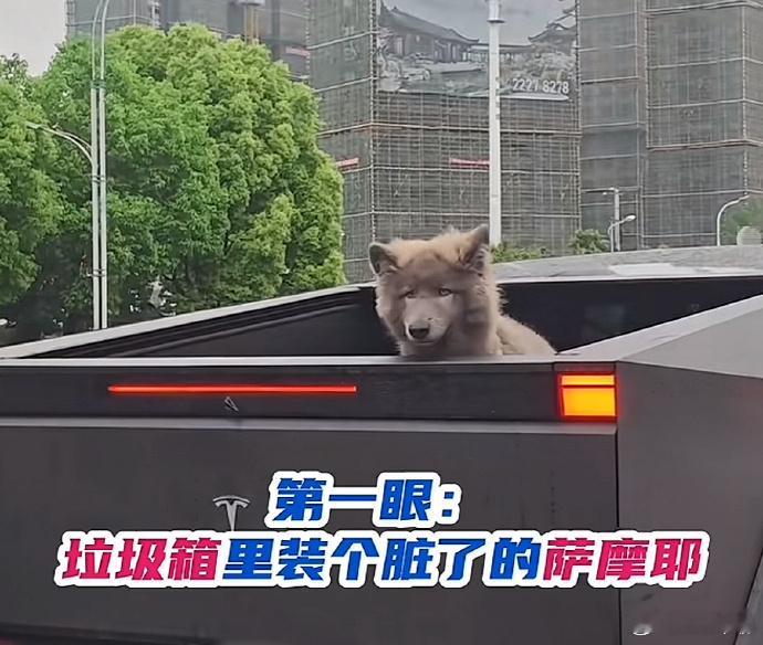 六位数的狗坐在七位数的车里蓝湾牧羊犬蹲在特斯拉的赛博皮卡的棚子里。有钱人的世界