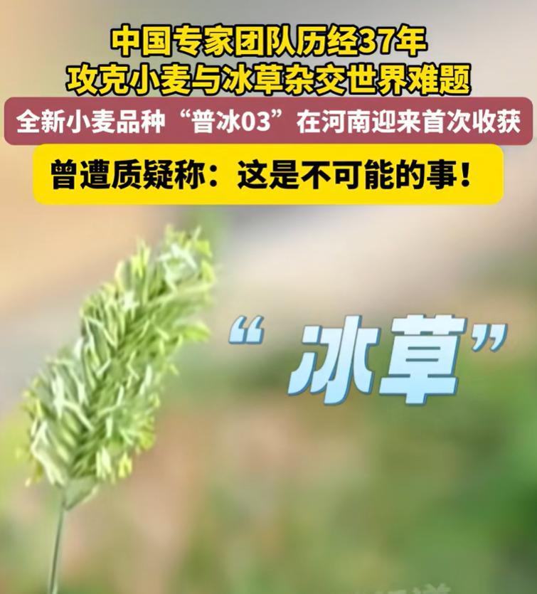 “这才是中国力量！”6月3日，中国专家团队，历经37年攻克小麦与冰草杂交的世界难