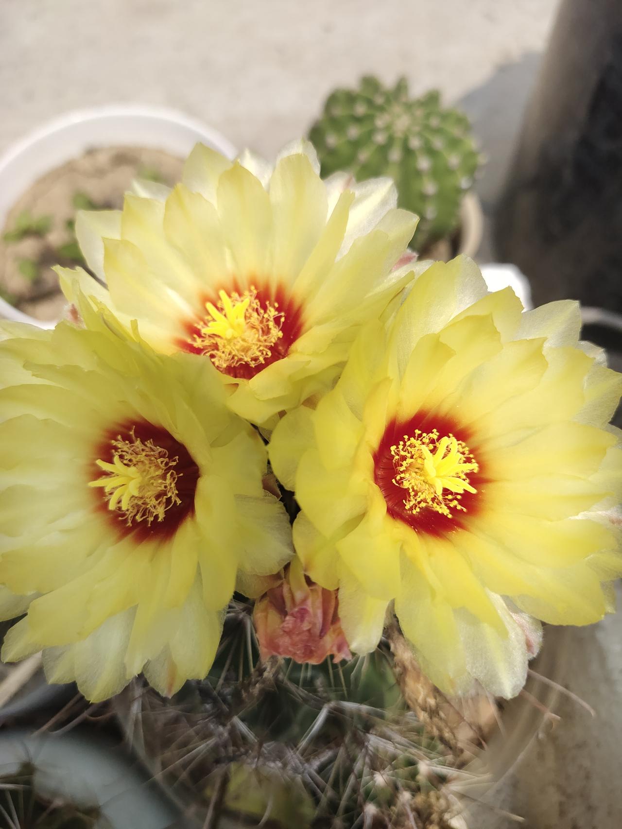 今天就晒晒我家阳台上的花儿吧！它们每天都在尽情地绽放，虽然不名贵，但是很漂亮。每
