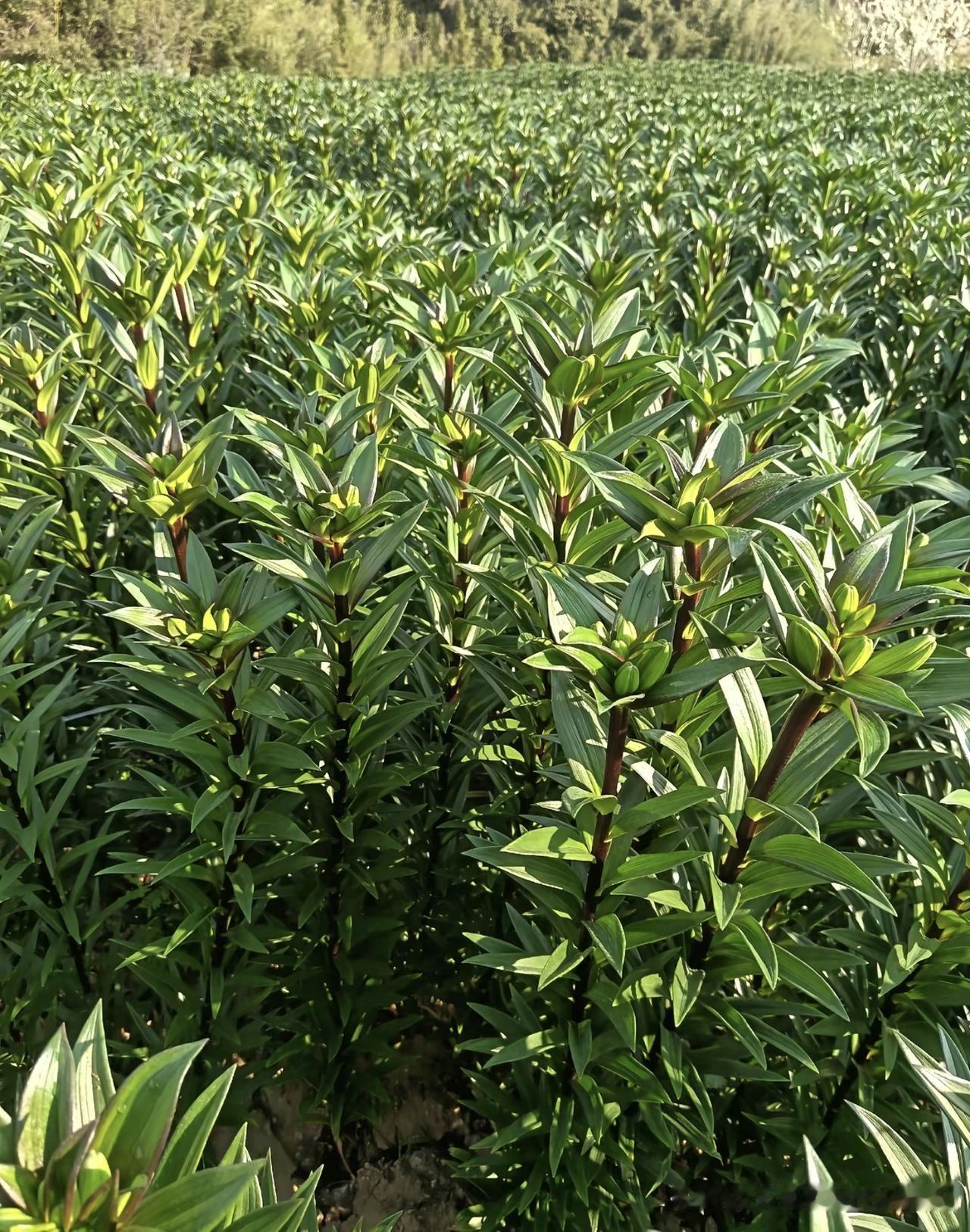 白粉虱、飞虱、蓟马繁殖快、易藏于叶背花苞，世代重叠、抗性强，常导致减产并传播病毒
