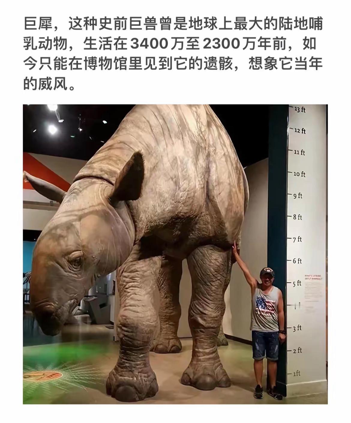 巨犀现身博物馆，感受史前巨兽的威风！