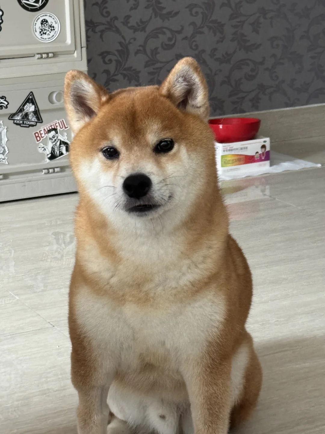 不要网图，给我看看你家小柴