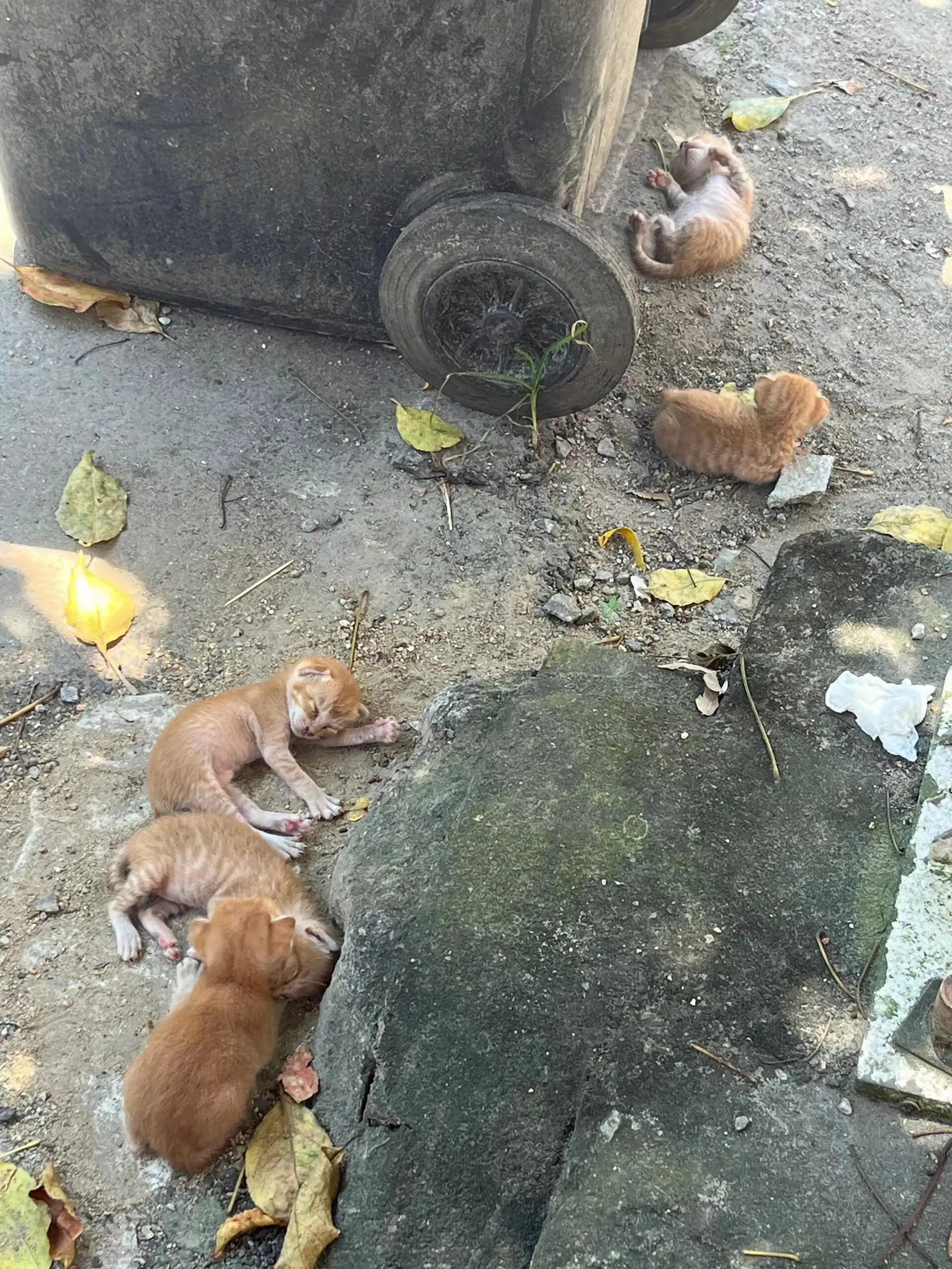 在垃圾堆旁边生活的一窝小猫，猫妈妈好像出去觅食去了，小猫们在这里惬意的玩耍休息。