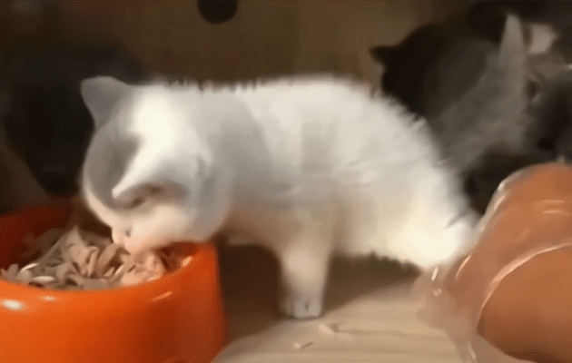 干啥啥不行，护食第一名喵：不准吃，全都是我的[笑着哭]