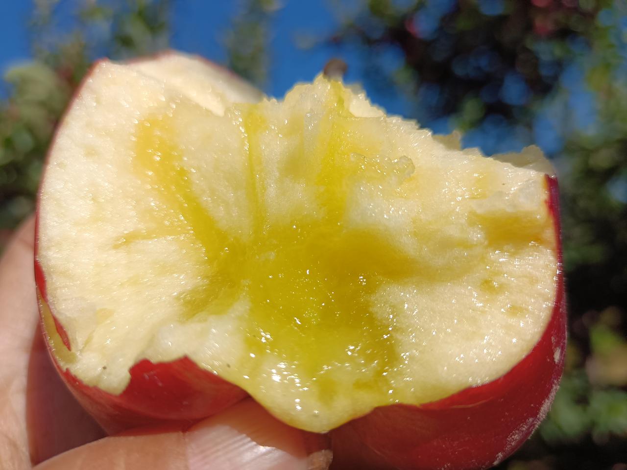 我家的花牛苹果再有四五天，采摘下树会结束，今年的产量，突破多年记录。随着八天