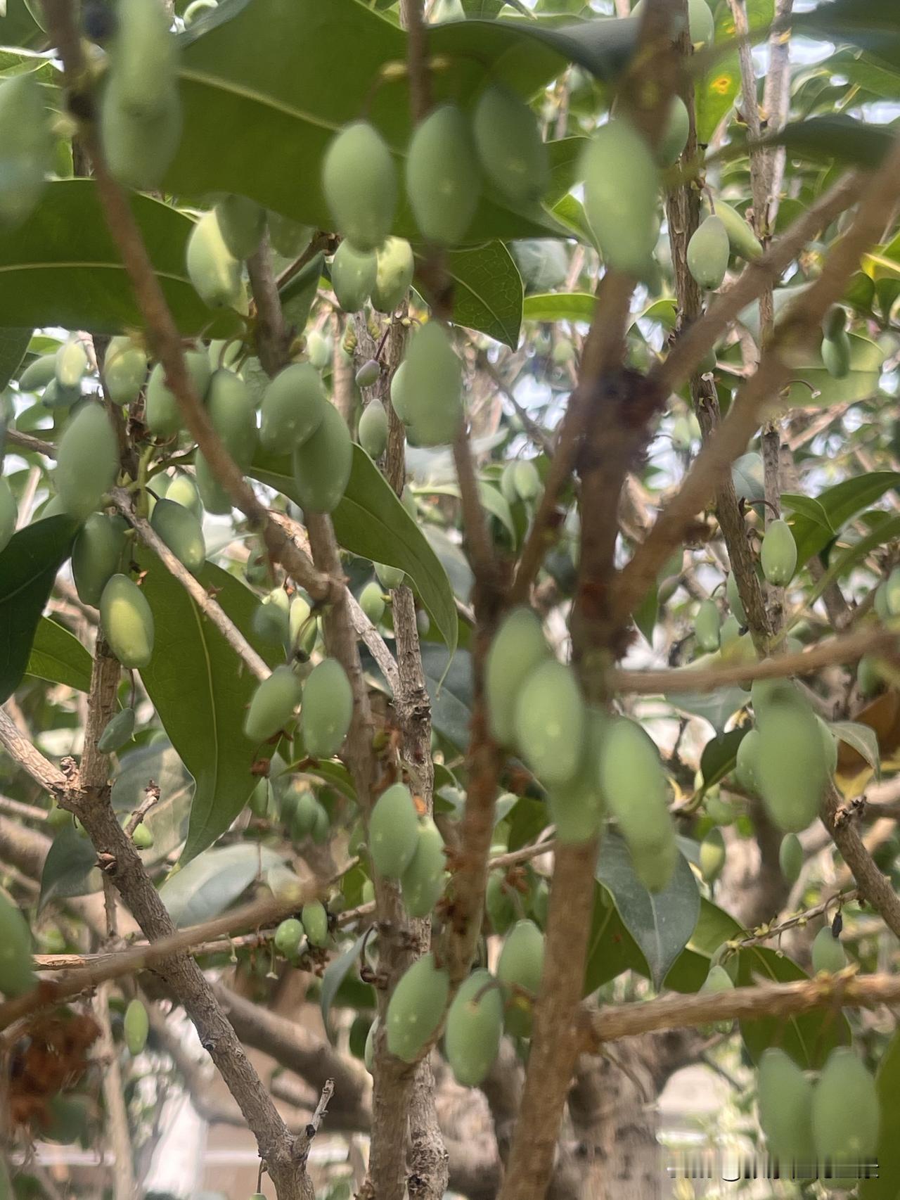 桂花树结果不开花是怎么回事不可能的，先有花才会结果，八月桂品种是花期结束了才开始