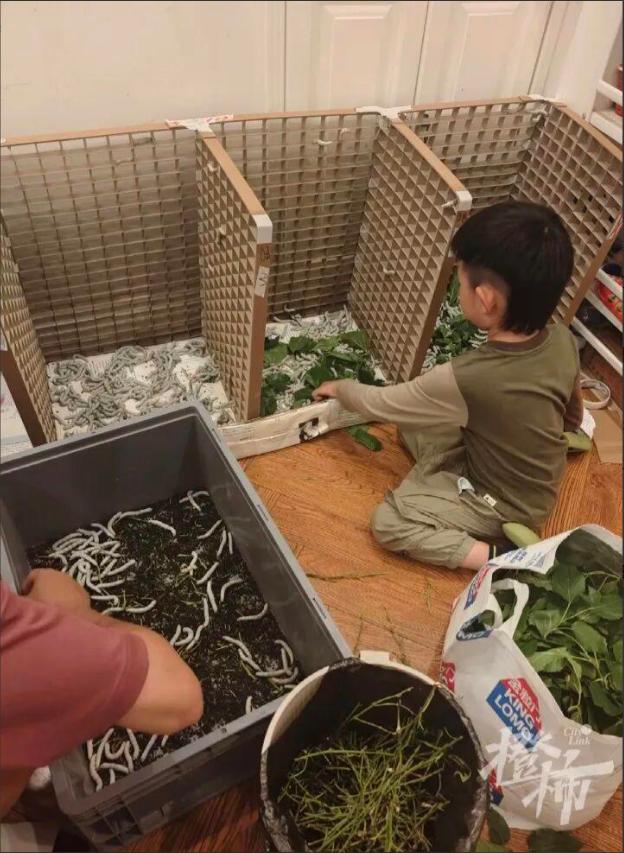 这才是不扫兴的家长！武汉夫妻为满足6岁儿子，在家养了12000只蚕。湖北武汉，6