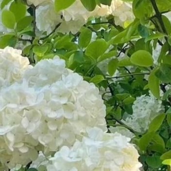 0000绣球花种植方法1.栽培方式：腐叶土+泥炭土+松树皮+珍珠岩，疏松肥沃微