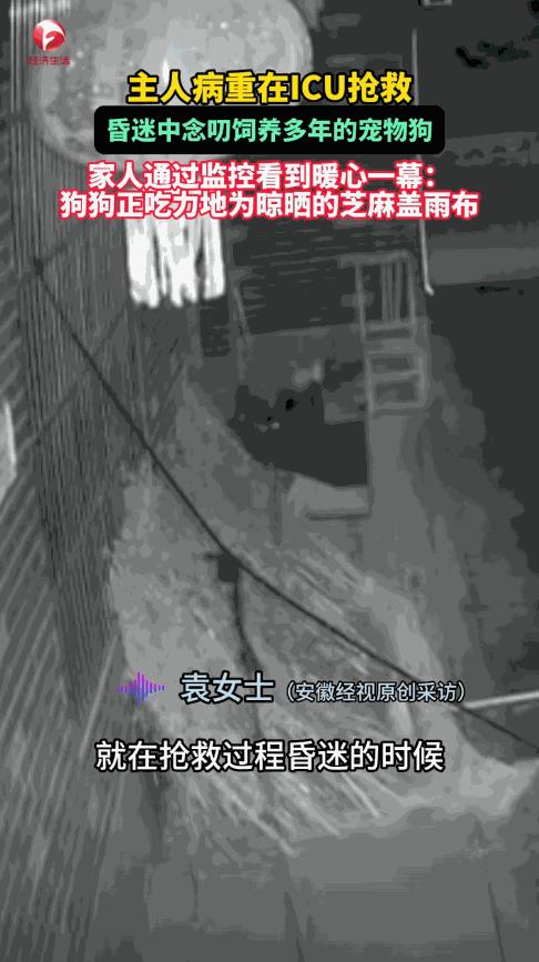 太有灵性了！9月5日，安徽阜阳，一女子因尿毒症在医院抢救，家人们全都赶往医院陪护