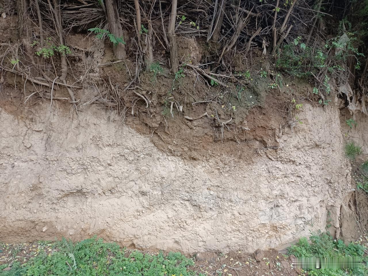 什么是水土保持?这就是水土保持，有根的地方土壤牢牢的被固定，而且水分保持不错。
