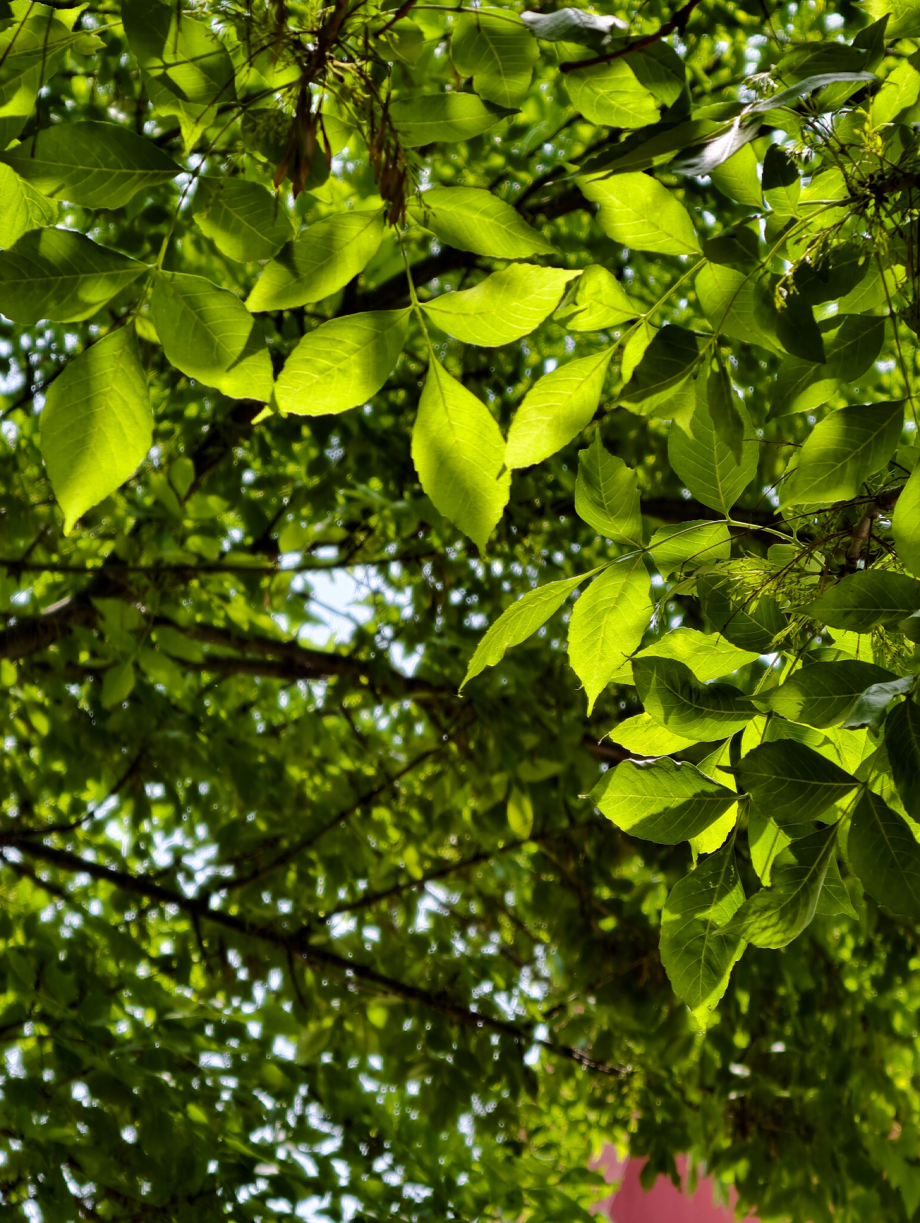已经有初夏的感觉了vivoX300Ultra这颗长焦是真的好用啊，以前取景靠