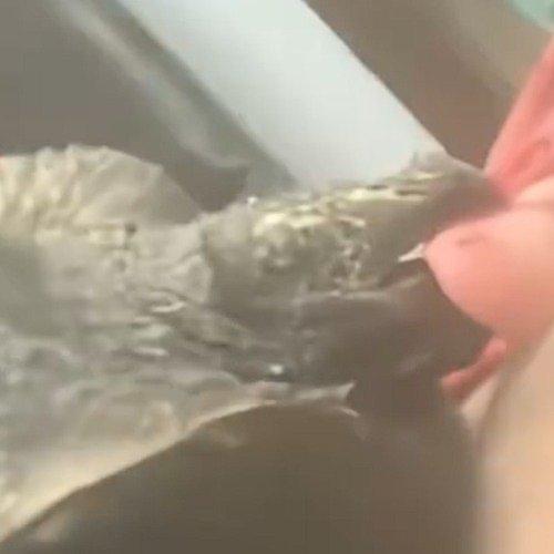 云南一位养殖户在给自家鳄龟换水时，不小心遭遇了惊魂一刻。因为弯腰距离过近，这只生