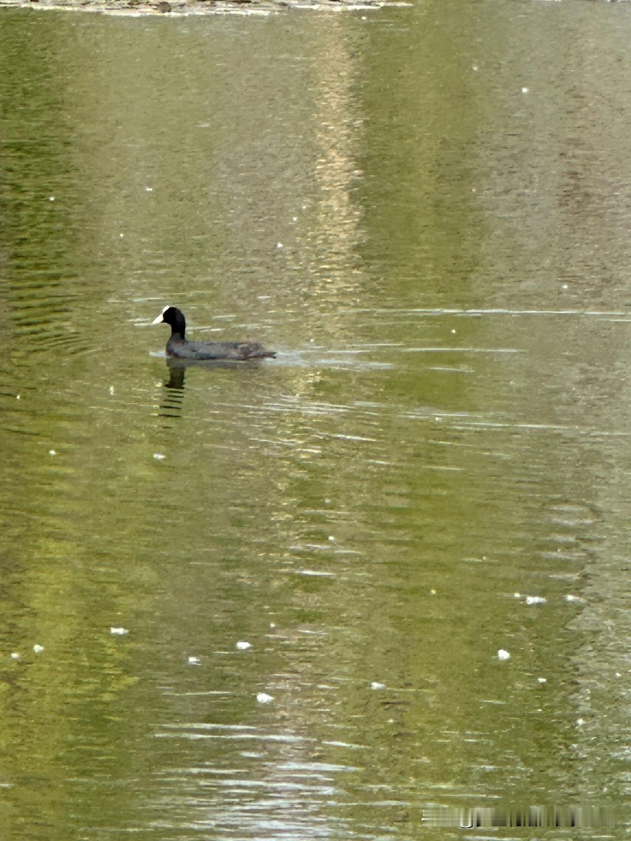今天我又出来玩了因为春光明媚若是不出来遛达总感觉辜负了春光人们在水边玩