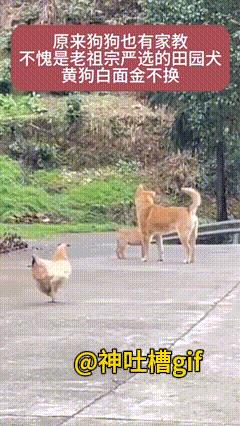 不愧为中华田园犬：小奶狗准备去抓鸡，大黄赶紧阻止，好像在说：不要欺负母鸡婶婶。第