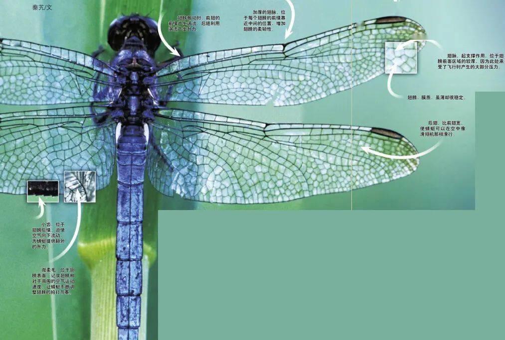 蜻蜓的飞行能力太强了，在自然界一骑绝尘，狮子狩猎成功率25%，大白鲨狩猎成功率5