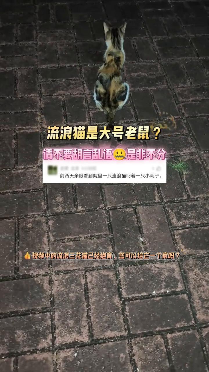 流浪猫是大号老鼠？请不要胡言乱语。是非不分。爱护流浪猫，抓鼠抓蛇，守护人类家园