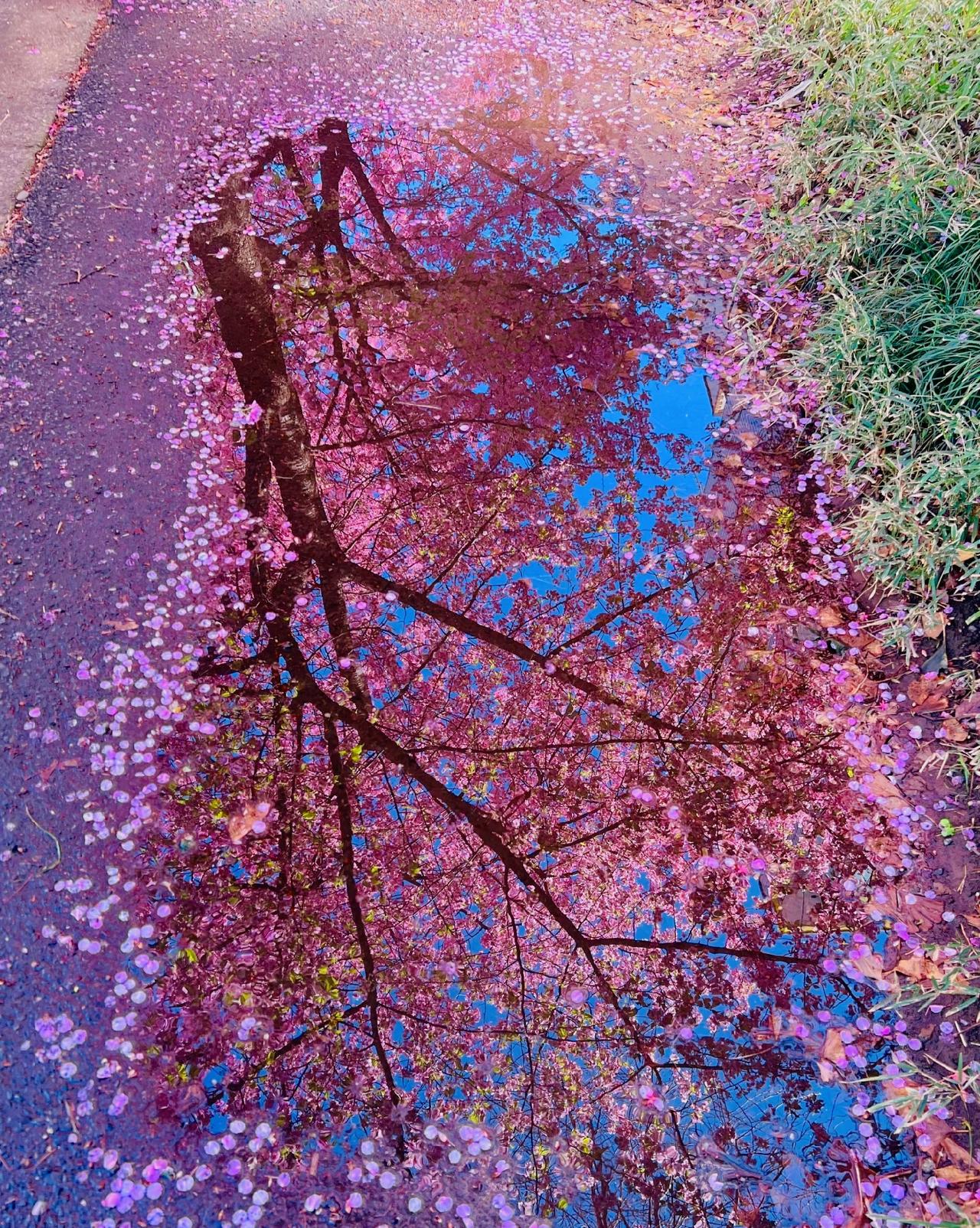 向你诉说所见的盎然待我苦涩的眼睛长满春天我再向你诉说所见的盎然觉今是而昨非