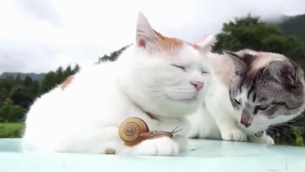 两只羊和一只猫猜成语_看图猜成语