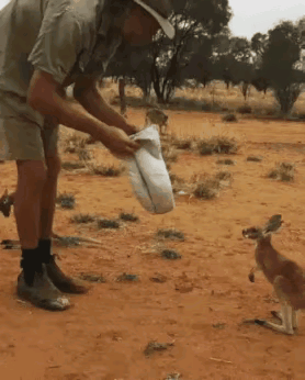 袋鼠是看到个袋子就往里面钻是吧[捂脸哭]