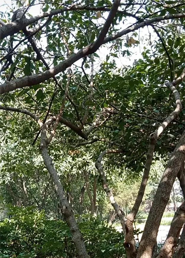 柴桑大姐今天告诉大家许敏针对姚策在长庚住院期间产生的异议！柴桑大姐说：这个原