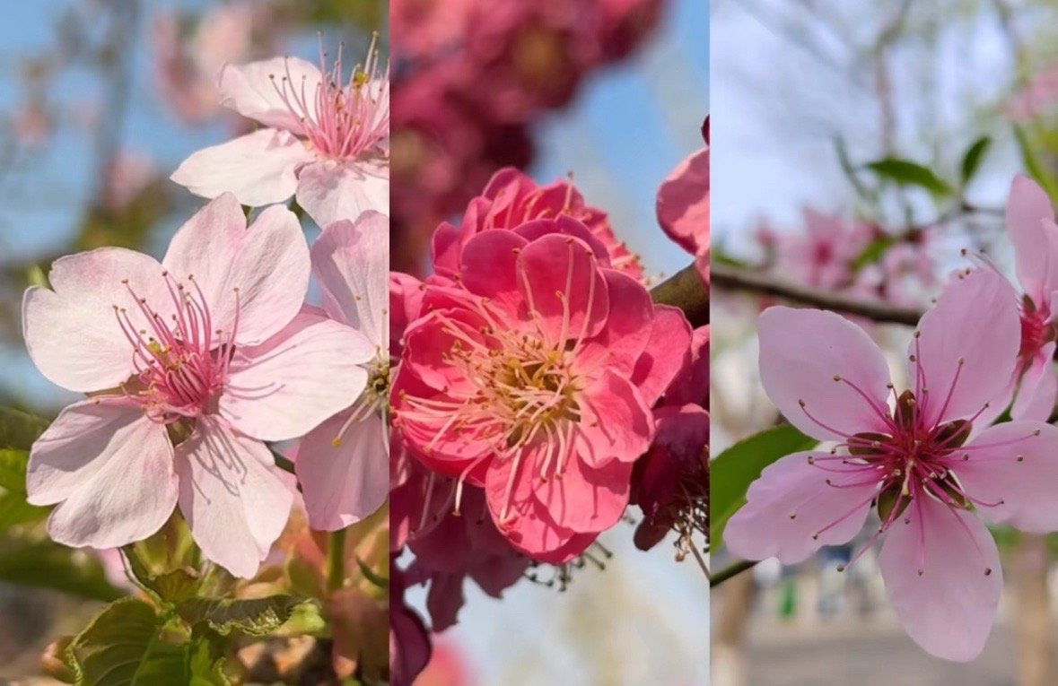 如何区分樱花桃花梅花​​​