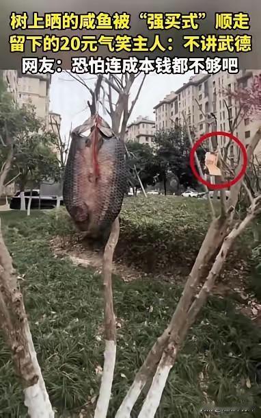 “笑不活了！”浙江，一女子在小区树上晒腊肉，谁知，等女子准备收回家时，却发现腊鱼