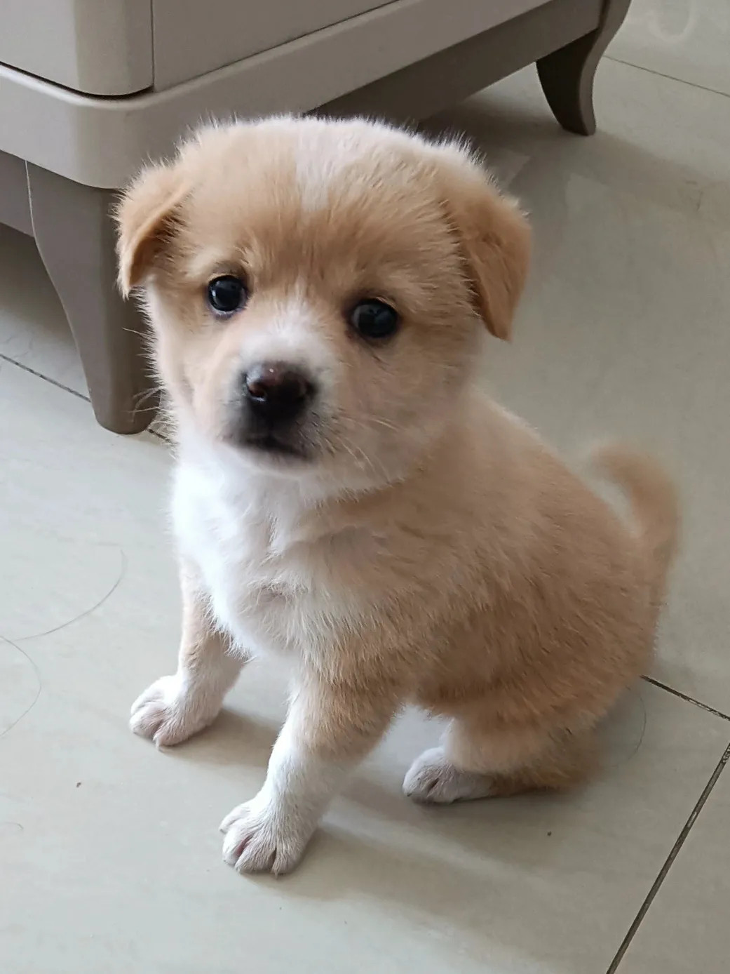 白毛小狗坐，萌态可爱间。