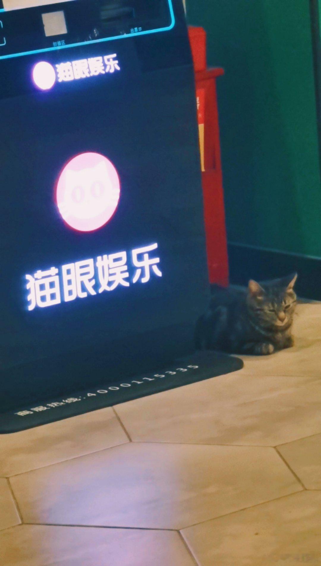 本狼在商场里，遇到了一只会挑地方的猫。