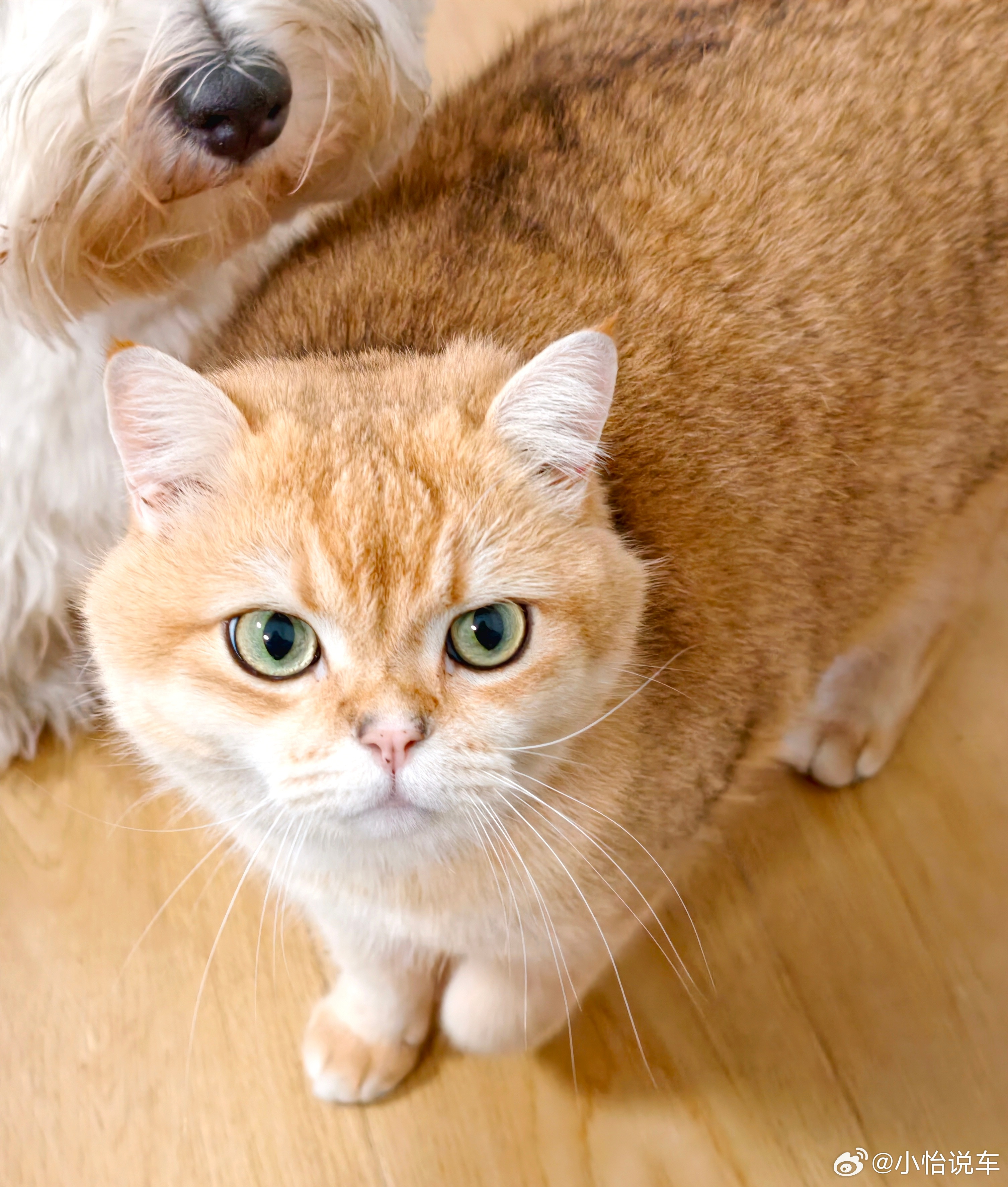 来财最近掉毛太猛了！现在沙发、衣服、凳子上都是它的毛又爱又烦，可能这就是养猫的宿