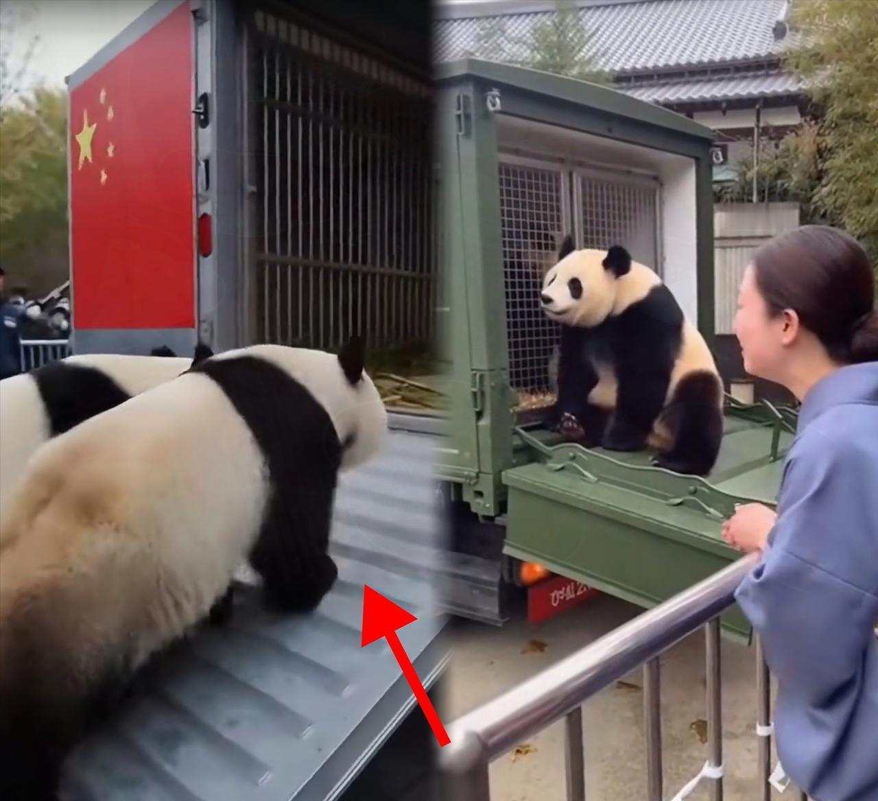 1月27日，上野动物园那一幕真让人看着五味杂陈，这就是血脉里的东西，神奇的很！