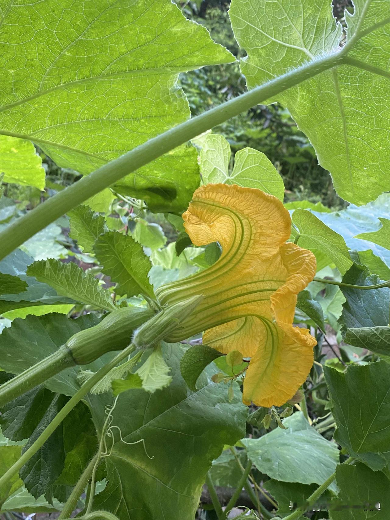 南瓜蔓上不结瓜，那是生长期未到。我家的南瓜开始坐果啦前段时间，好多友友