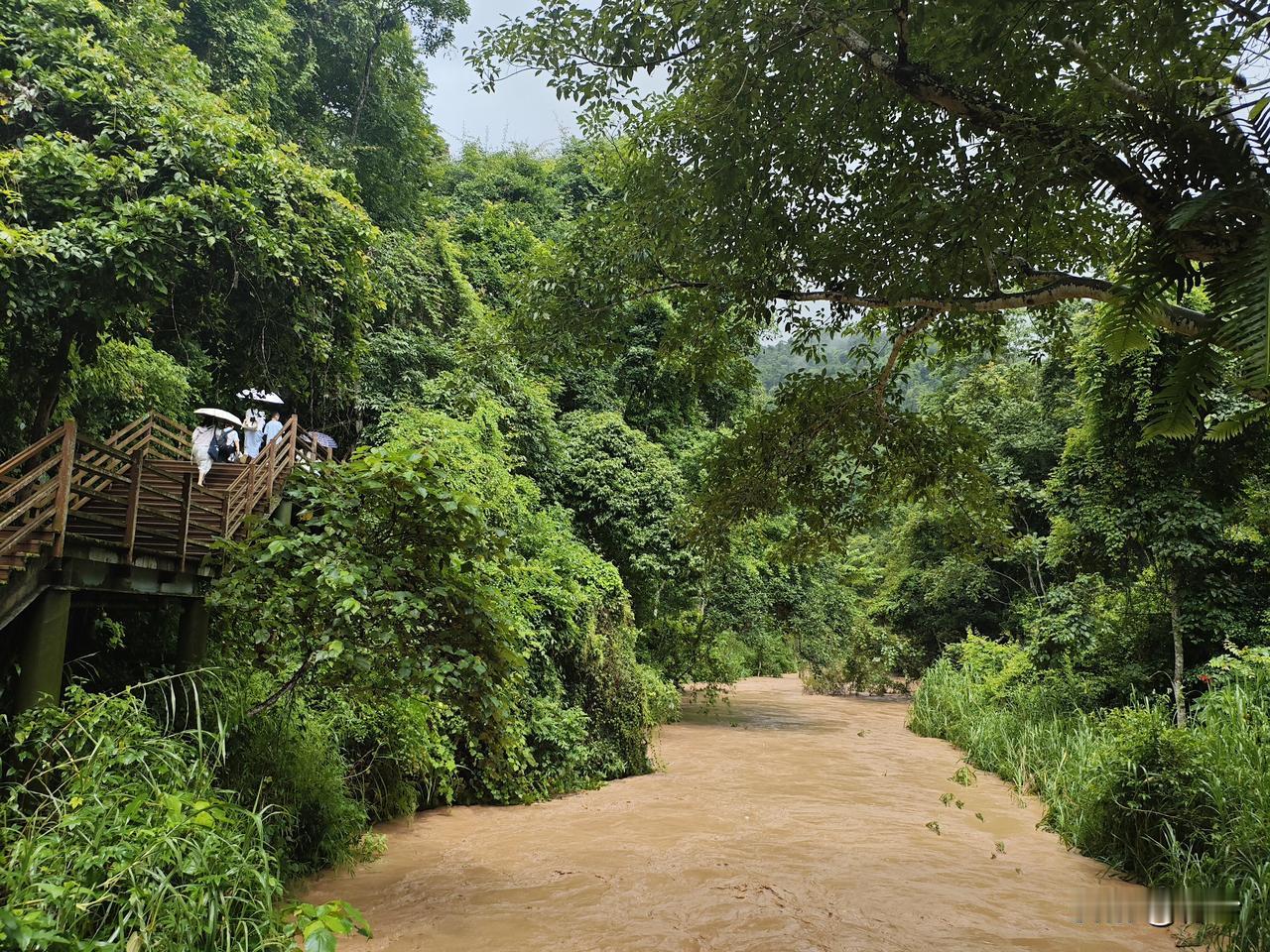 江城子31·野象谷雨林层林叠翠沐晨光。雾茫茫，涧苍苍。碧蔓垂溪，深谷隐灵象。
