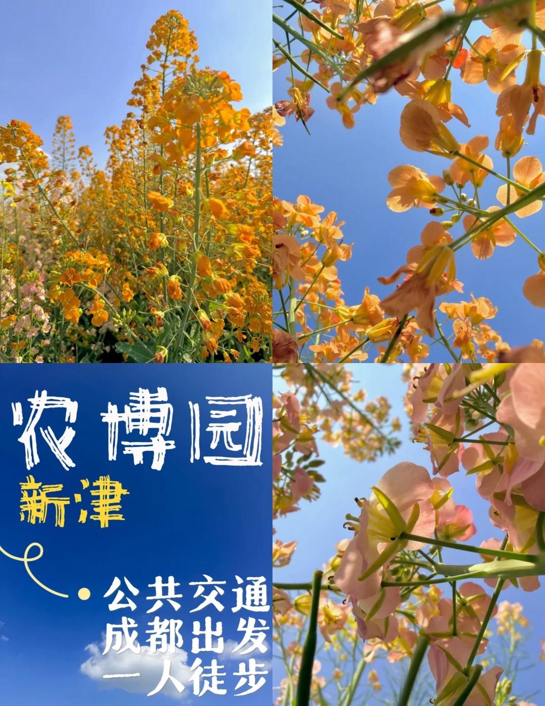 公共交通|成都出发，一人徒步（8/100）交通&花费🚄地铁：10