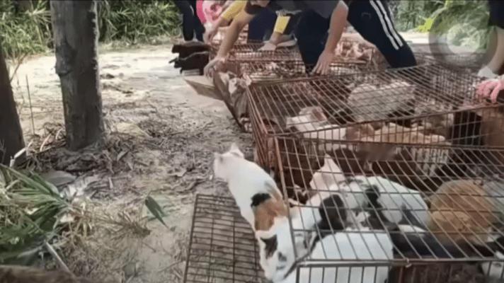 11月1号广东清远一水库万猫奔腾，有人将放生视频发出来，网上骂声一片。为什么自