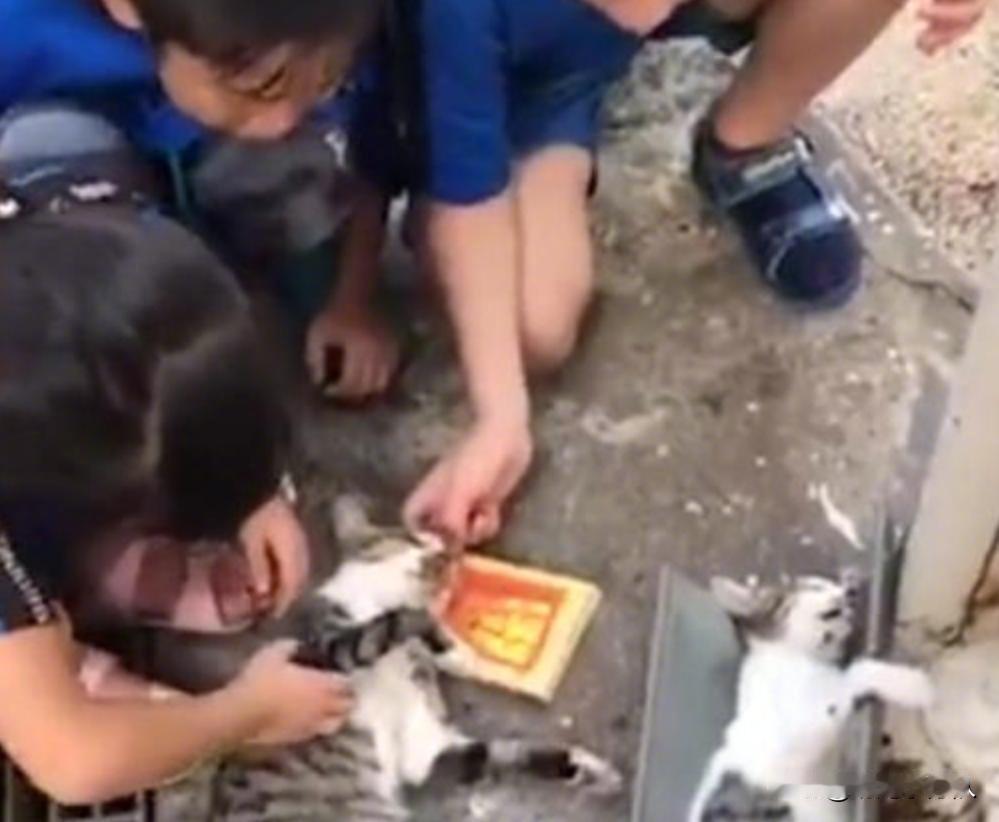 【流浪猫被当街毒死，小学生哭着送它们最后一程，真让人泪崩】网友上传了揪心的一幕，