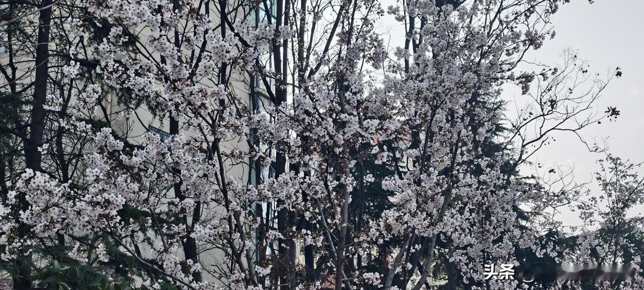 领导一边用我，一边说我“也就那样”，我忍了两年终于走了我前公司有个主管，手底