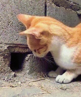 快到没影！猫抓老鼠可以这么快？老鼠在洞里探头，一声异响过后，老鼠已经到了猫咪