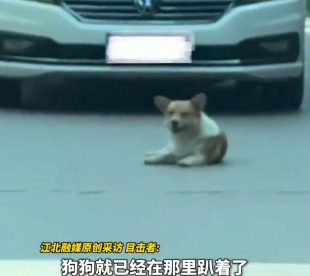 “笑不活了！”8月12日，贵州毕节，一狗子趴在路中央，挡住车辆，司机不停的按喇叭
