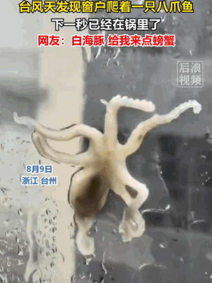 躲过了台风，却没躲过吃货！屋外狂风暴雨，一男子正躲在家里闭门避险，突然，窗户传来
