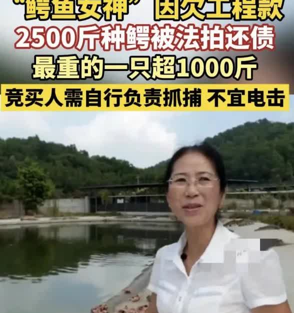 “有点离谱了！”广东中山，一女子因拖欠工程款不还，手里饲养的2500斤鳄鱼被安排