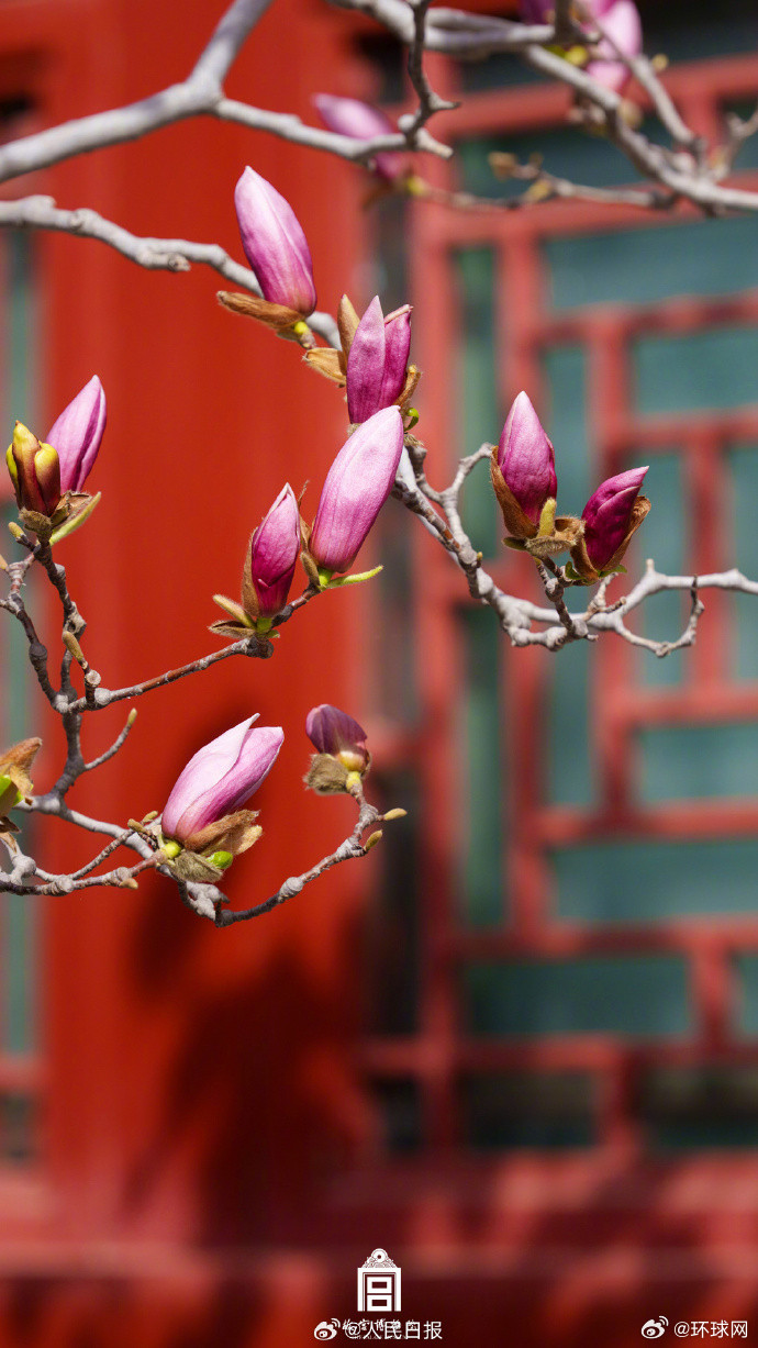 【太美啦！#故宫花花花壁纸又上新#】春行过半，花开正好。阳光明媚、花团锦簇的春日
