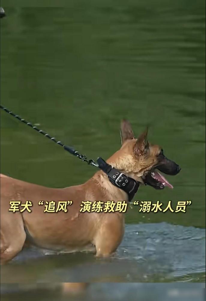 养过狗的都懂，狗一旦有了自己的判断力再想骗它就难了。之前刷到军犬追风的救援演