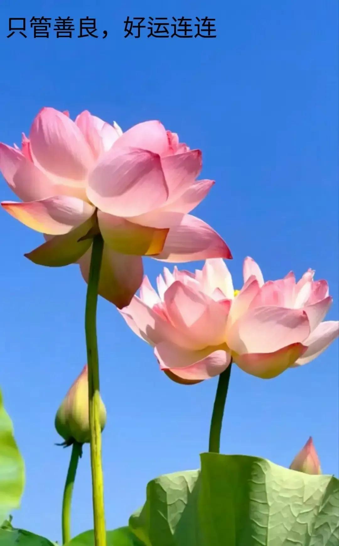 自媒体作者撞桌角鼓包半月不消，抹菜油热敷都没用。昨晚梦里穿黑袍的人翻册子说本来