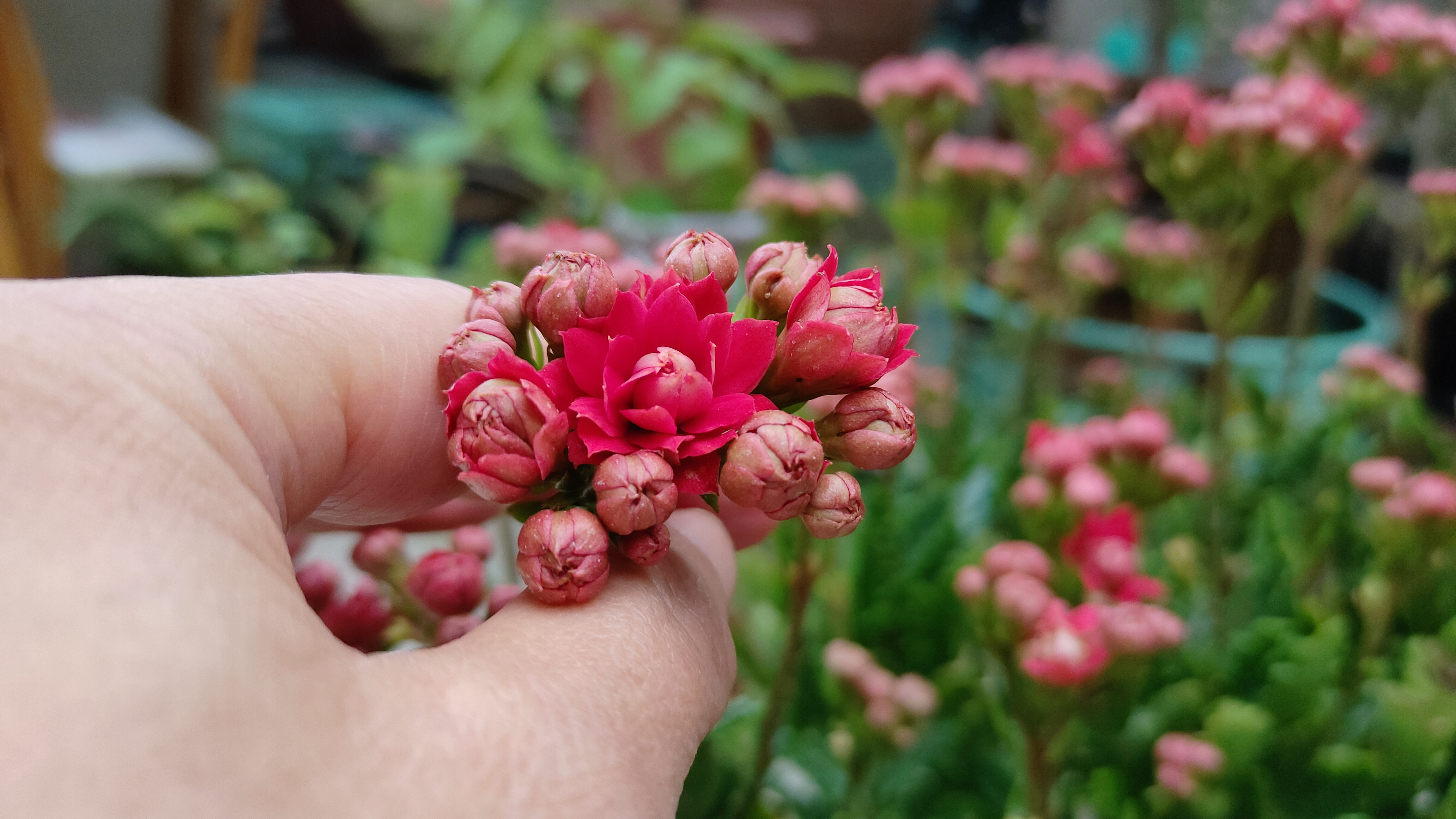 春节前后，长寿花进入一年的盛花期