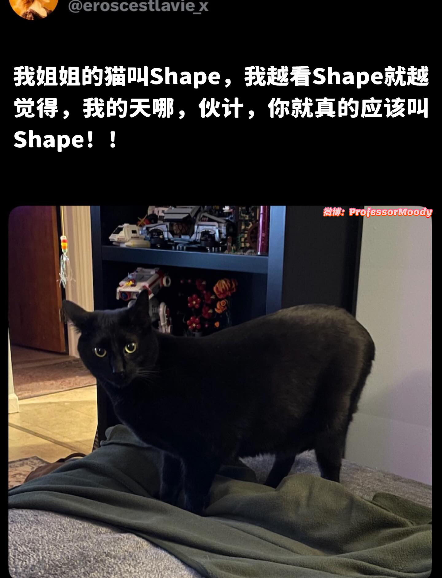 小猫你真的是猫如其名meme