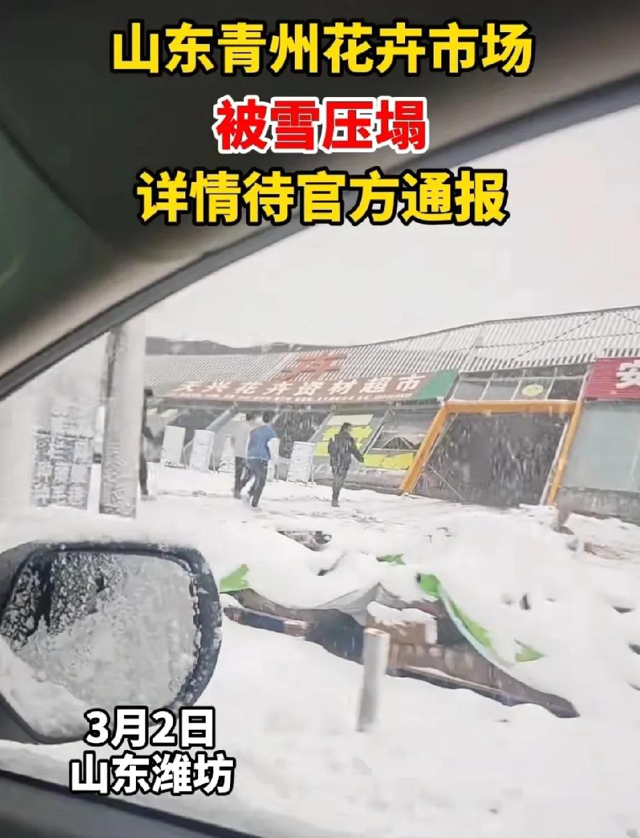 3月2日，山东潍坊青州遭遇暴雪袭击，国槐路一花卉批发市场不幸“中招”！大雪如鹅毛