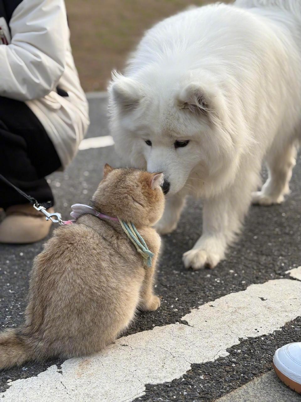 萨摩耶：这是什么？小猫咪！贴贴​​​