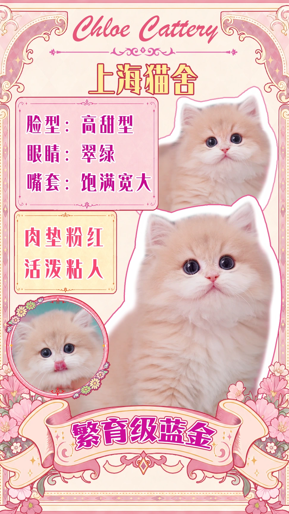 上海靠谱猫舍| 蓝金长毛焦糖色弟弟