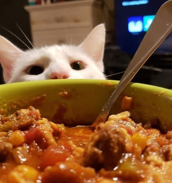 小猫吃饭🍽